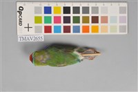 胡錦鳥藏品圖，第3張